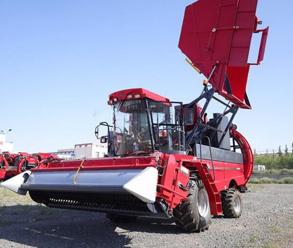 How long does it take to harvest chili peppers?