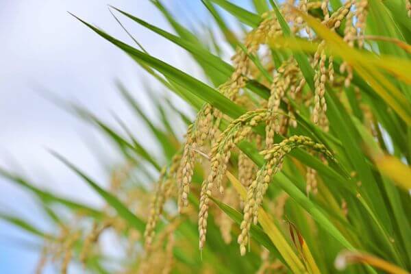 How to grow rice: Guide From Seed to Rice on the Table
