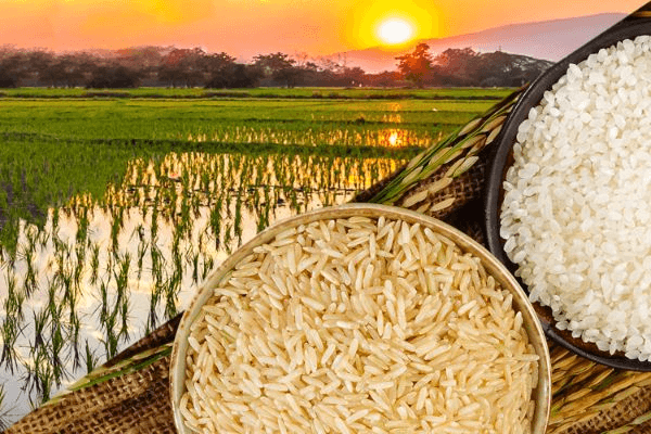 how rice is processed
