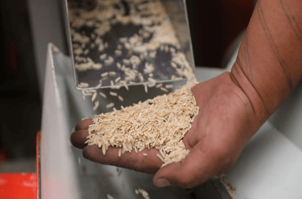Rice Processing: A Beginner’s Guide to Turning Grain into Gold