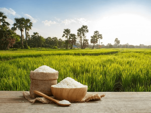 facts about rice