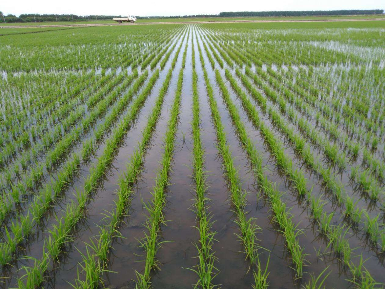 Even sowing