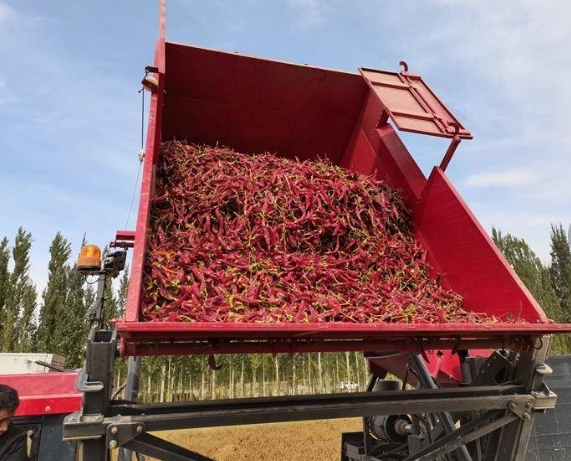 High Cleanliness of Chili