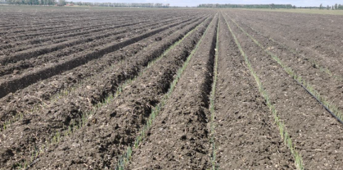 Wide Soil Adaptability