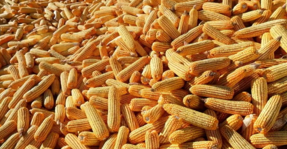 Cutting and Shelling Integrated