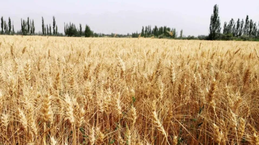 Highly Adaptable to Terrain