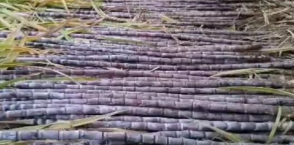 Improving Sugarcane Quality