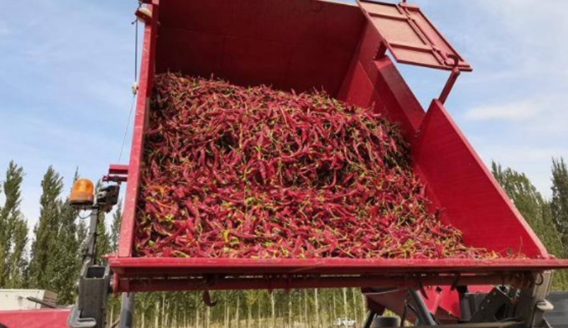 Chili Harvesters