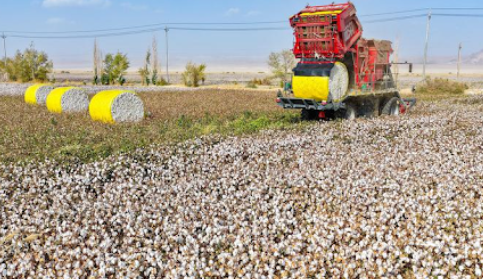 Baler-type Cotton Pickers
