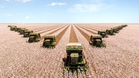 Harvest More Cotton in Less Time